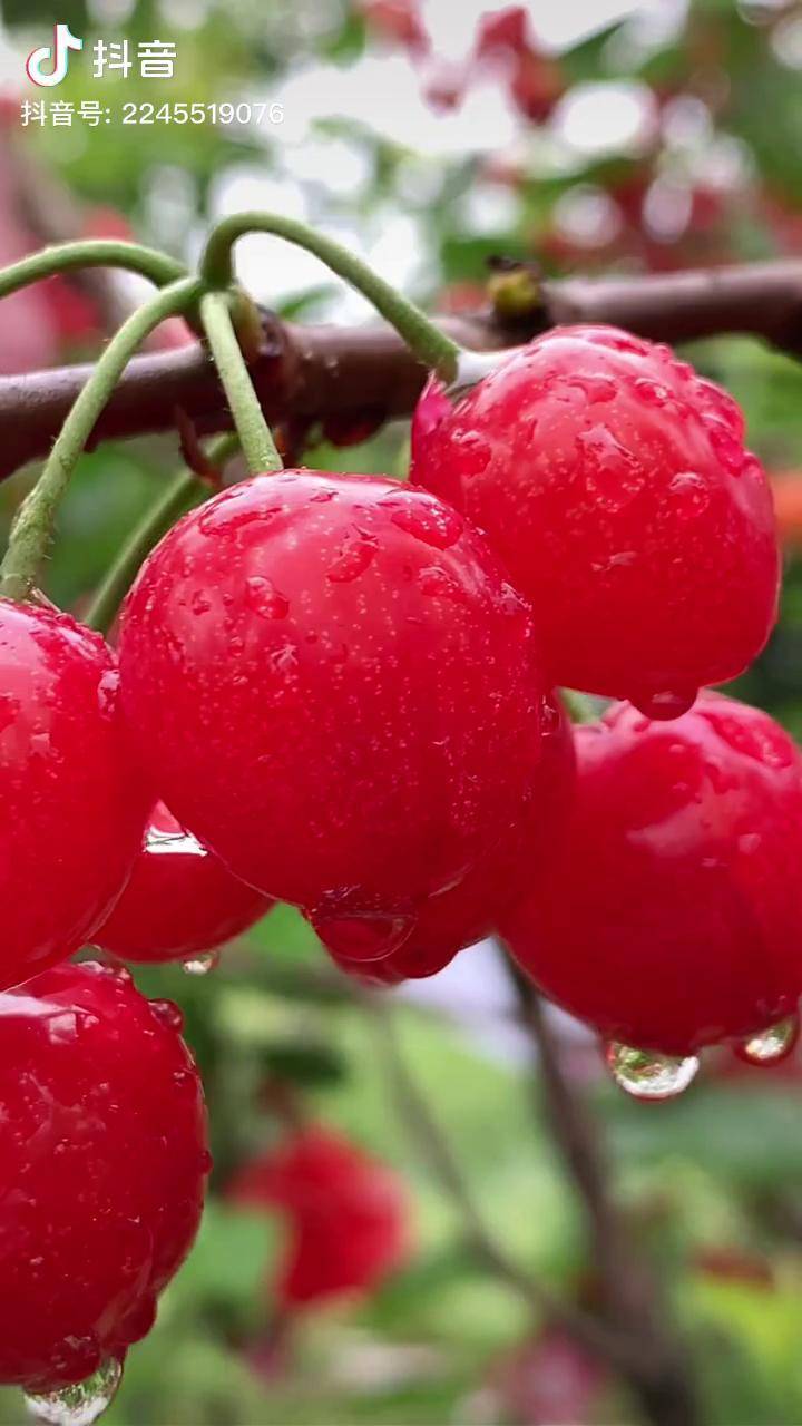 鸡心樱桃 漂不漂亮!好吃不好吃,你们来现场就晓得!新鲜采摘 樱桃熟了