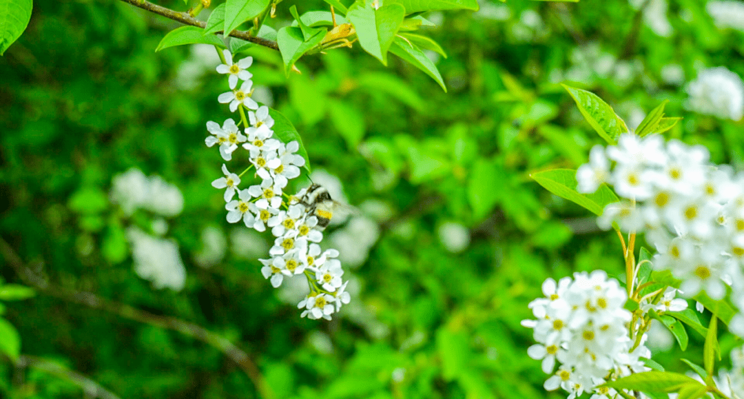 花迹兴安稠李花香入心田