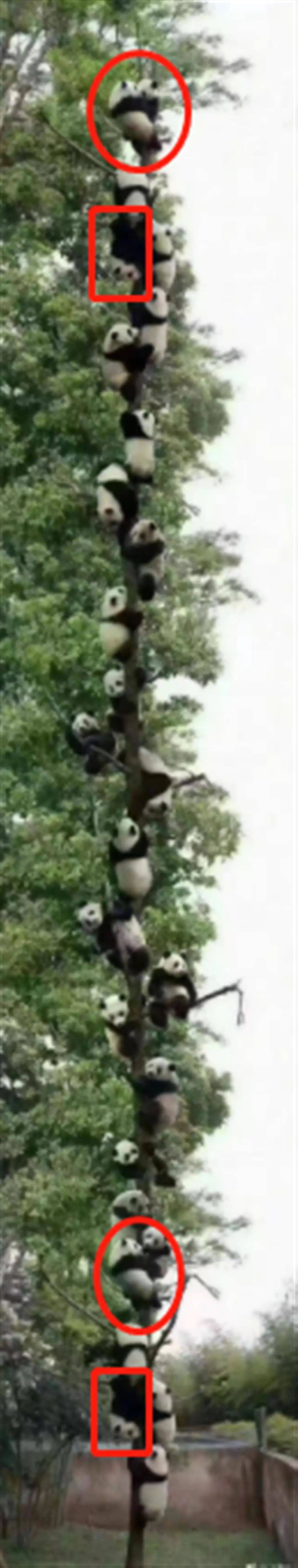 27只大熊猫爬同一棵树躲避地震？专业人士：P图痕迹明显！