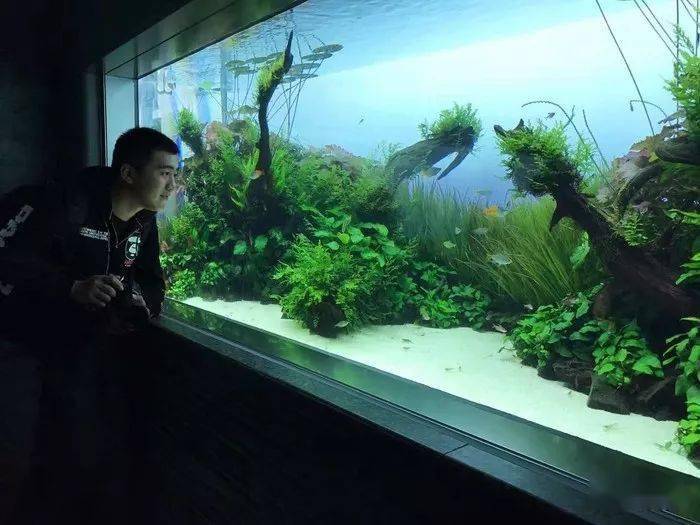 2017ada水草造景大赛参赛作品生长于野造景师的生活