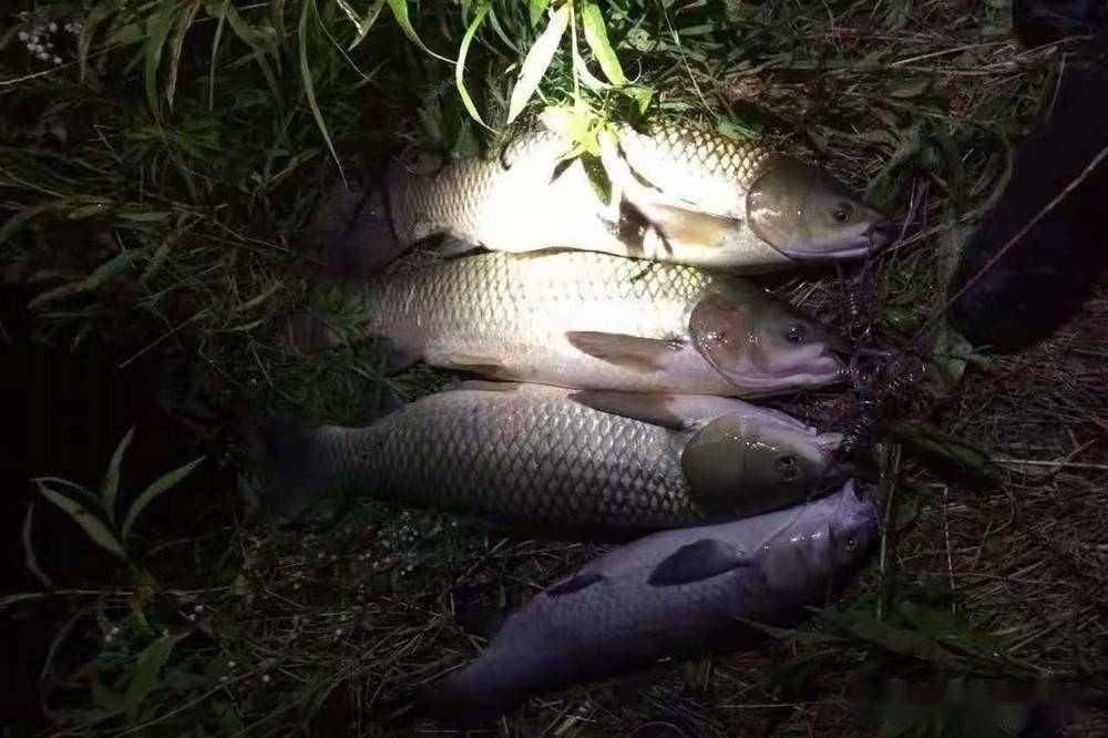 夏季夜钓选择钓位4选4不选晚上鱼扎堆的地方跟白天不一样