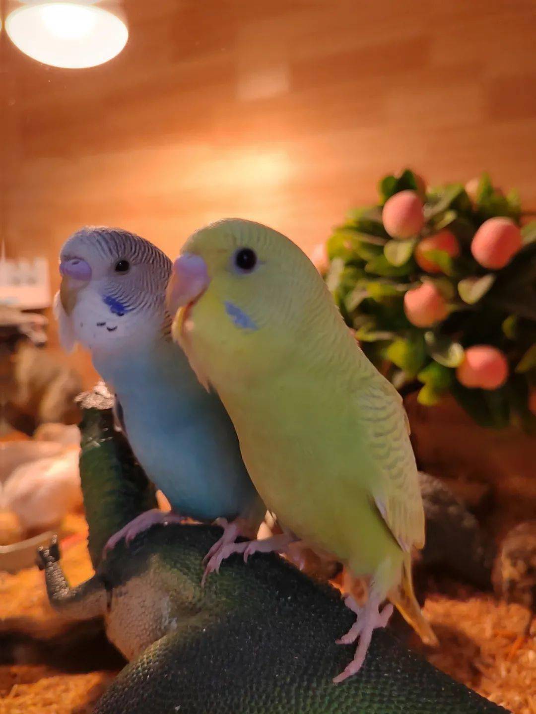 鹦鹉观察日记之喜怒哀乐篇情感丰富的小可爱们会怎样表达情绪呢