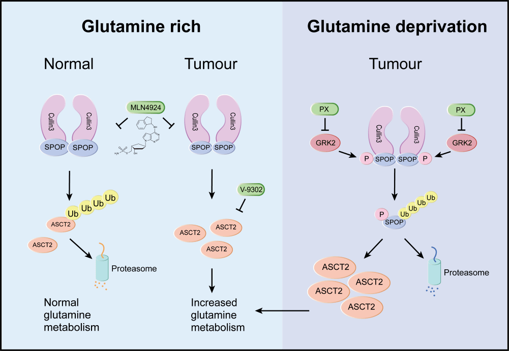 e3泛素連接酶,促進asct2的泛素化降解,維持正常的谷氨醯胺代謝;當腫瘤