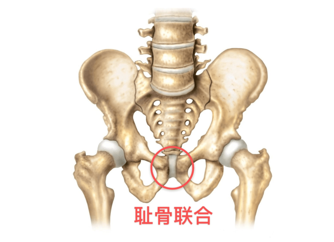 干货丨想提升运动表现 不会练核心肌群怎么行 骨盆 肌肉 髋关节