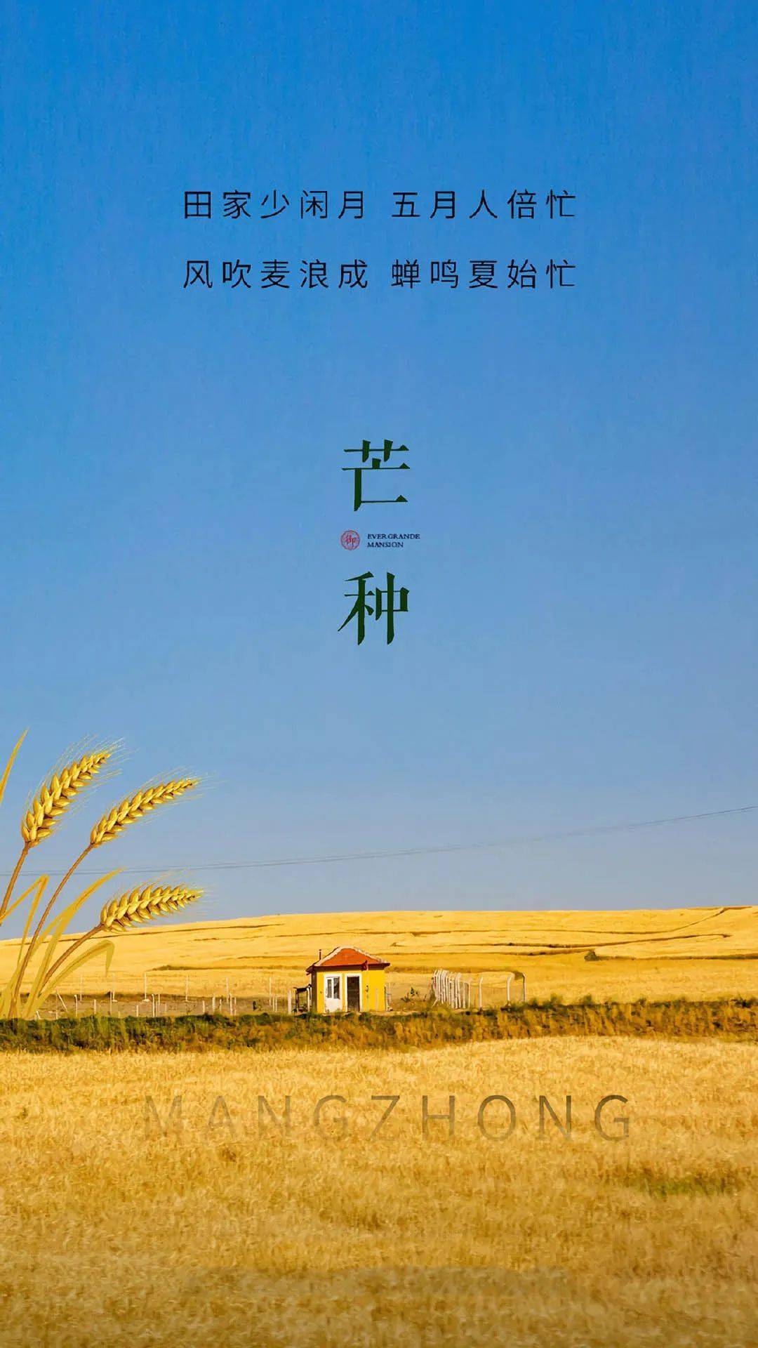 芒种,祝福_收获_时节_麦儿香