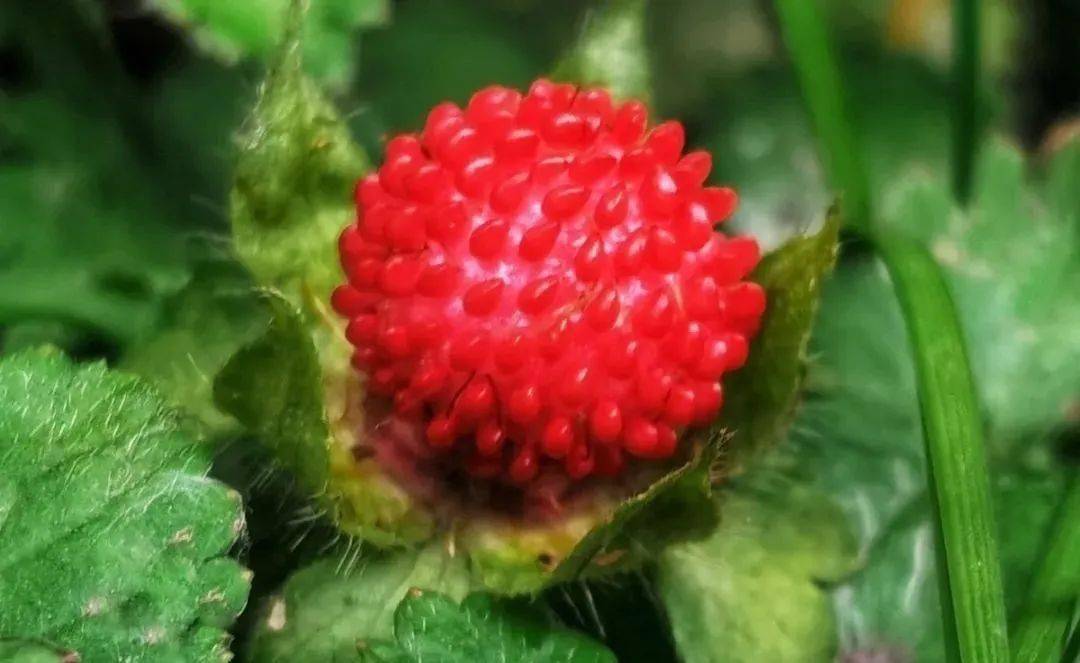 农村常见的野果子蛇莓能吃吗蛇莓真的像大人说的有毒吗