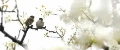 【作家诗文】暮春(外4首)||春江潮水 _诗歌_书号_年选