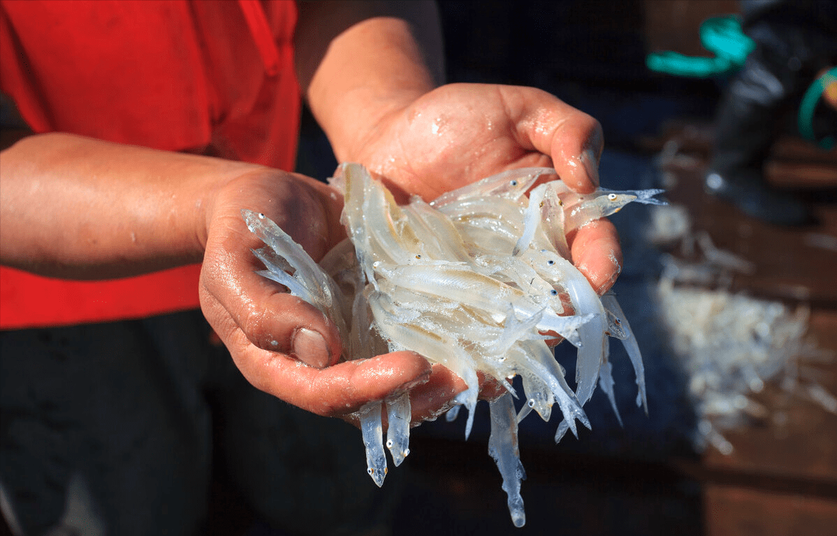 巢湖毛刀魚多到失控一年可撈15萬噸長江禁漁一舉兩得