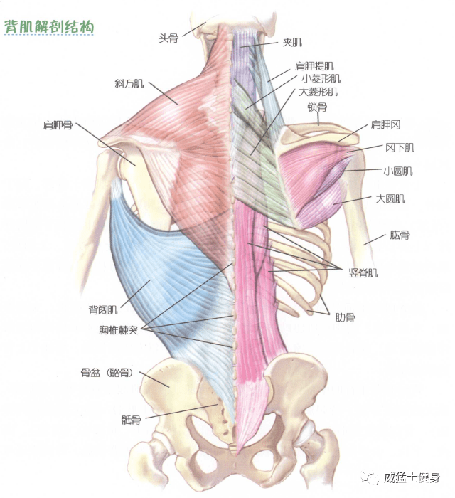 竖脊肌起止点及功能图图片