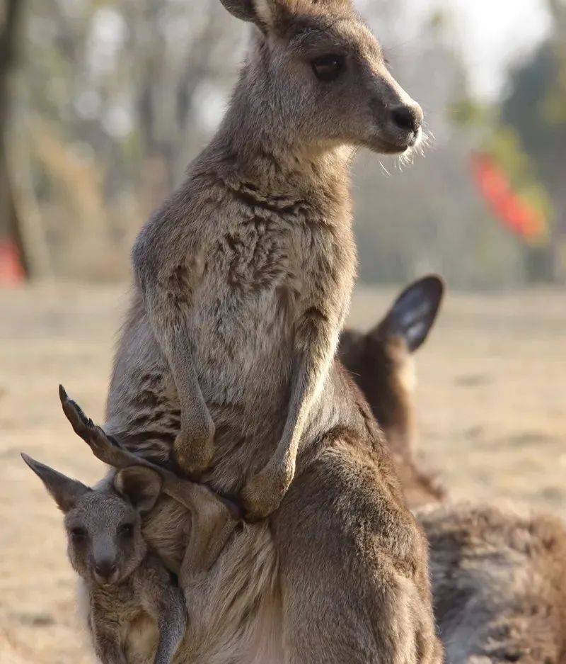 袋鼠宝宝跳出妈妈的育儿袋，开启全新的生活。斑马宝宝、大羚羊宝宝们跟