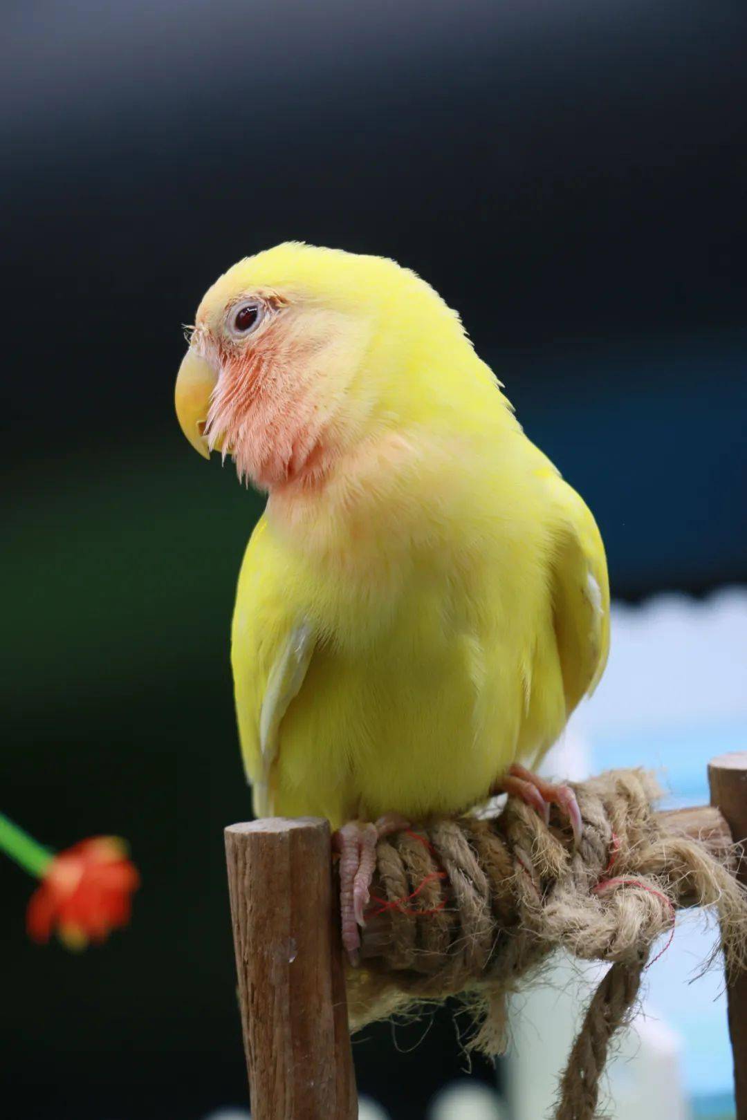 它們的飼養方法,先偷偷告訴你~_食物_鳥籠_禁忌