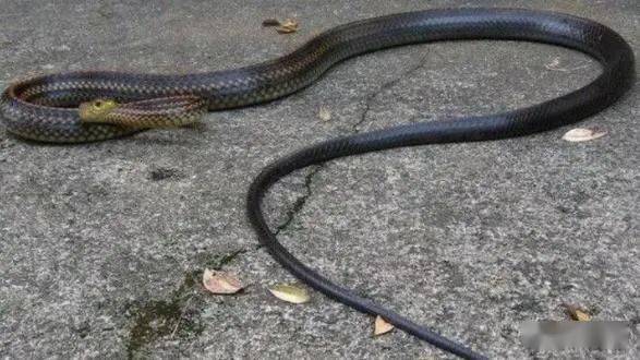 湖北一地下室藏有4条眼镜蛇,2条王锦蛇,53条乌梢蛇,是准备出售给餐馆