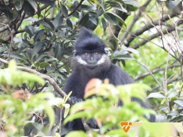 生物多样性科普大明山发现一级濒危动物黑叶猴全球仅存2000只左右