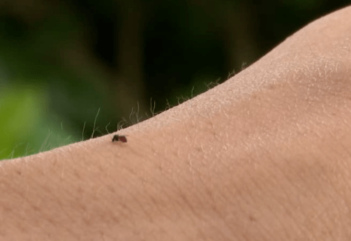 四川蠓蚊图片