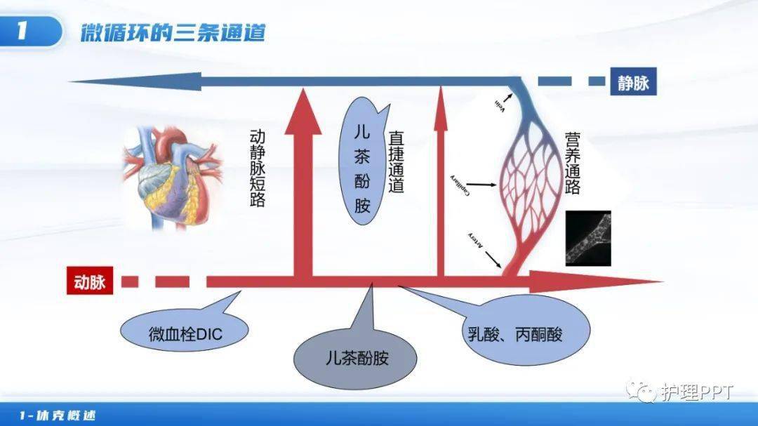 【ppt】心源性休克护理业务学习_直播_专科_微信
