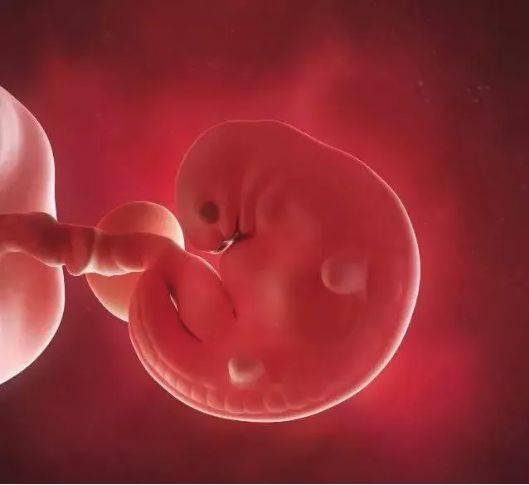 怀孕六周的胎儿b超图图片