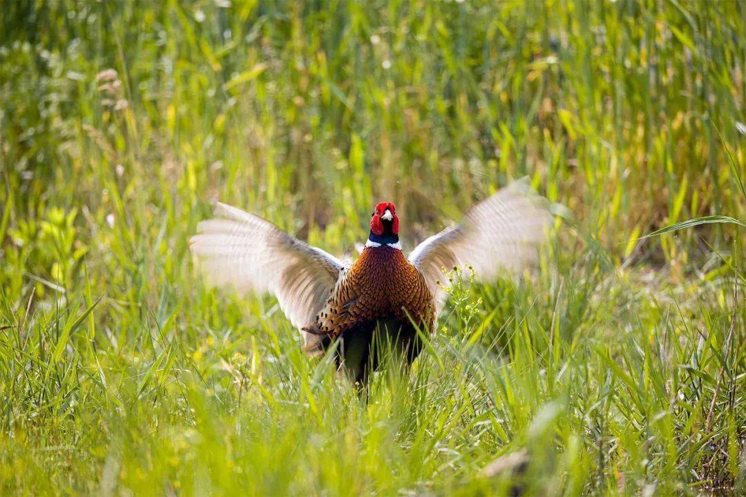 畅游山海寻梦田园昆嵛风光摄影大赛优秀作品展③一起来大饱眼福吧