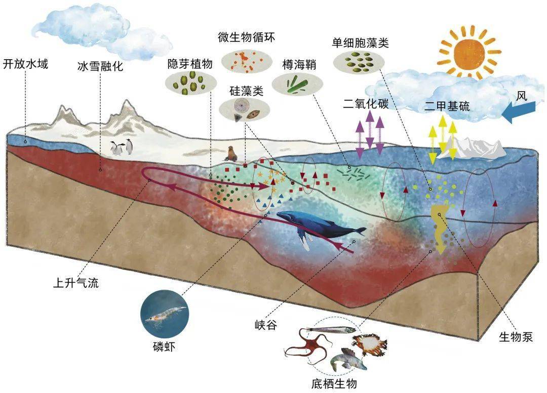 世界海洋日什么是海洋生态系统