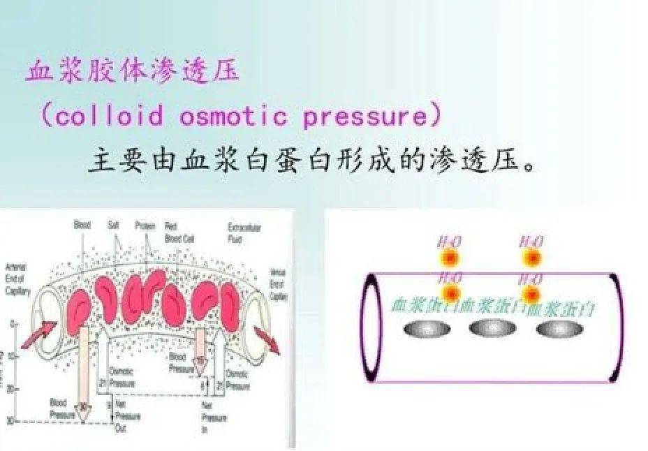 组织液有效滤过压图解图片