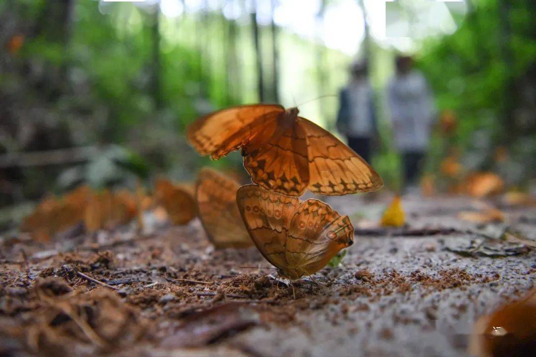 【行摄云南】红河金平:1.5亿只蝴蝶大爆发_视频_中新社_投稿人