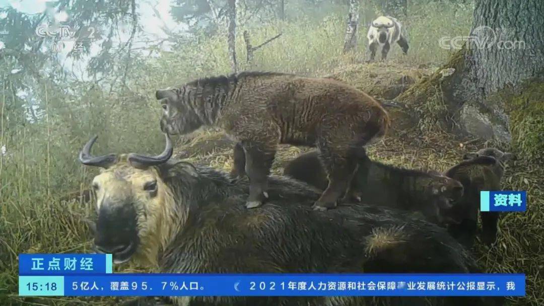 央視【正點財經】| 甘肅隴南:國家一級保護動物羚牛進村