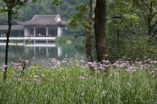 初夏 邂逅多彩的 三台云水 金丝桃 睡莲 紫娇 初夏 邂逅多彩的 三台云水 金丝桃 睡莲 紫娇