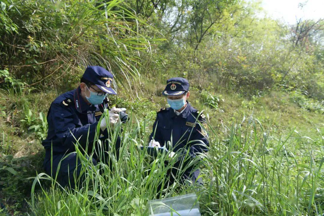 视频海关外来物种监测方法