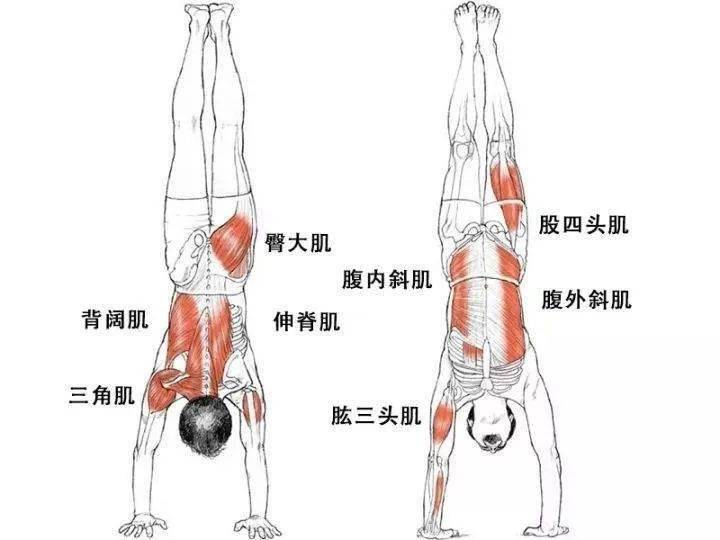 头手倒立的动作要领图片