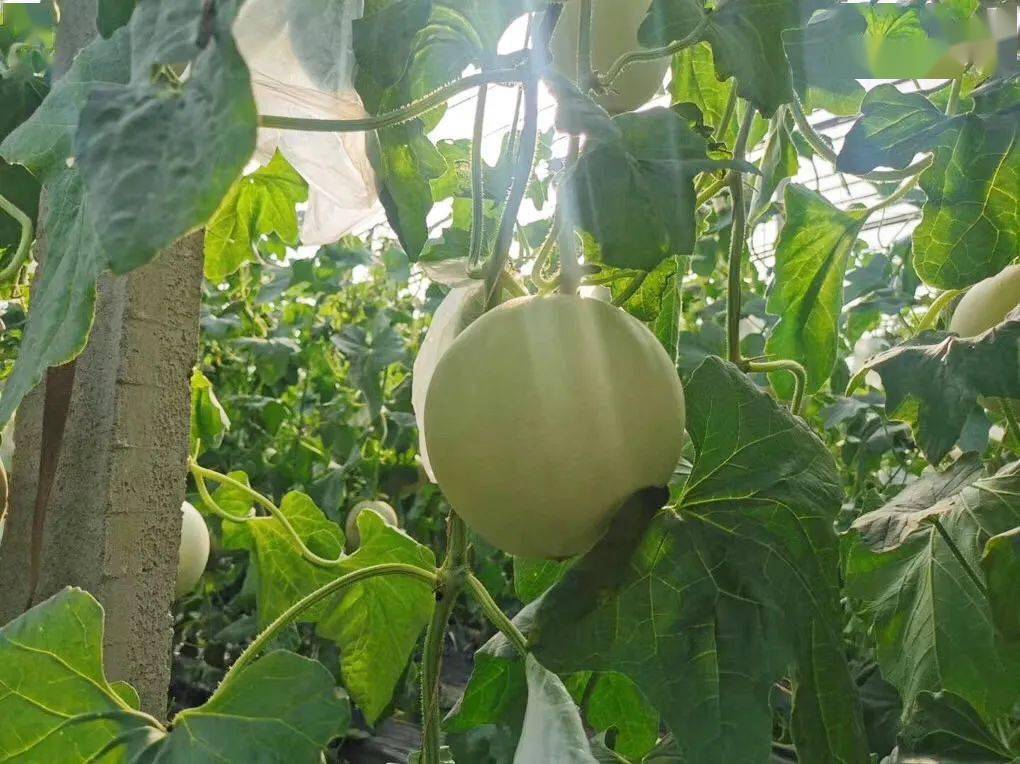 尝过玉菇人间再无其它甜瓜269箱瓜界冰淇淋晶莹似翡翠爽滑细腻