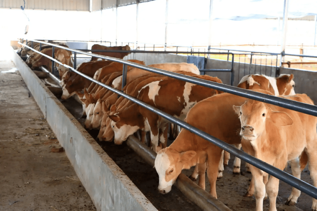 为了让你长高内蒙古的牛有多拼