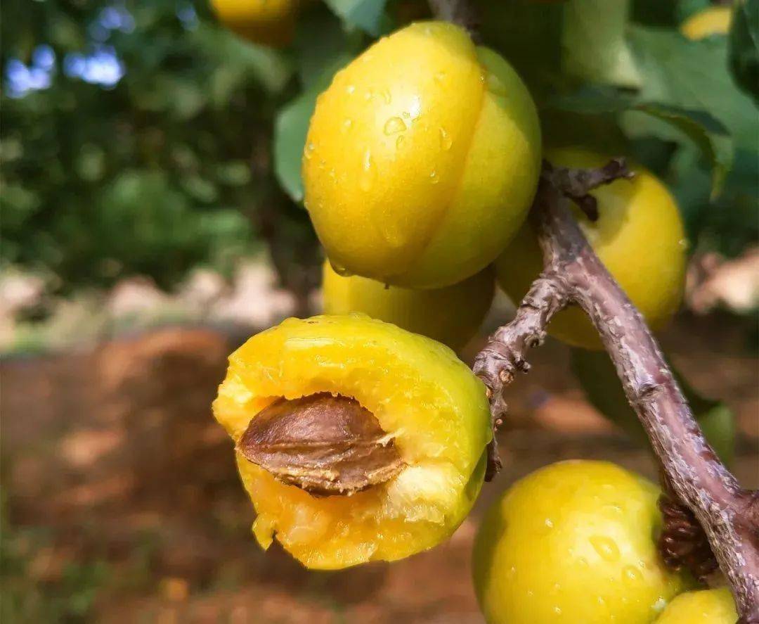 产地食材▎泰安半野生珍珠杏自然果香浓郁又清爽唤醒夏日活力