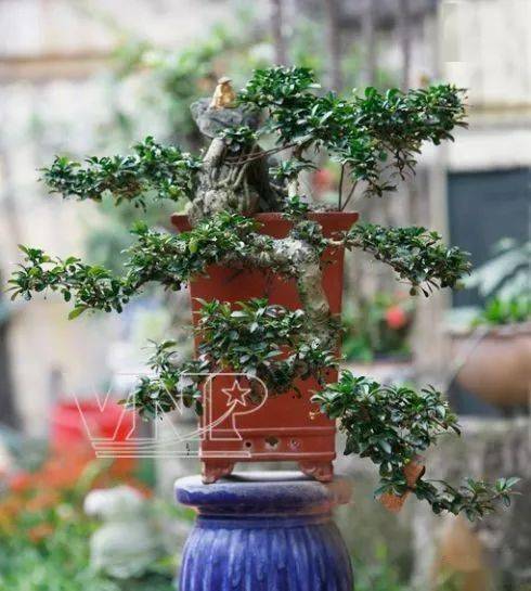 京城人玩赏盆景主要是姿势各异的观赏树,其美姿跟花卉色彩美完全不同.