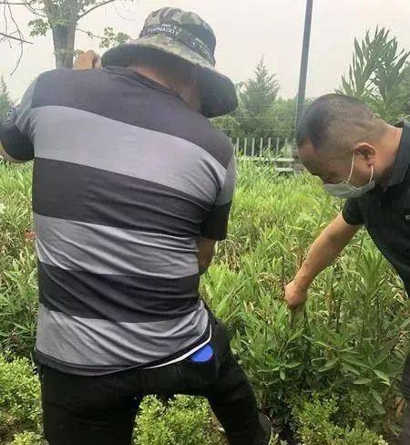 立即剷除西安路邊的草叢中竟出現了近30株植物殺手