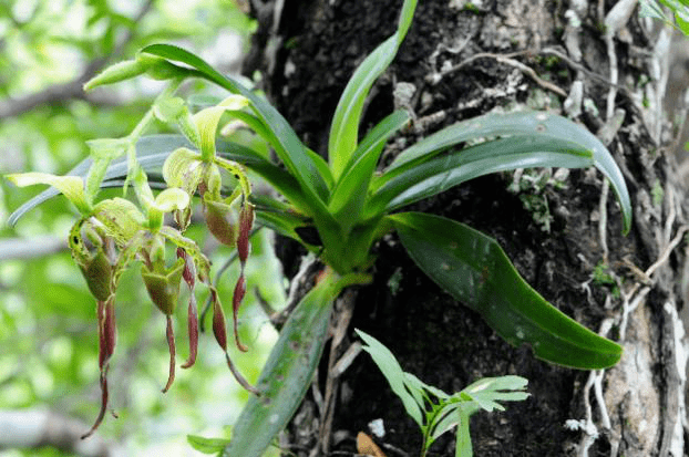 生物多样性 带您领略西双版纳国家重点保护野生兰科植物之美_花序