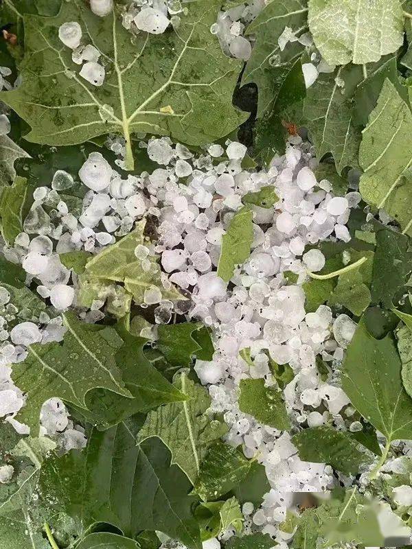 看看临猗暴雨冰雹给果园造成多大损失