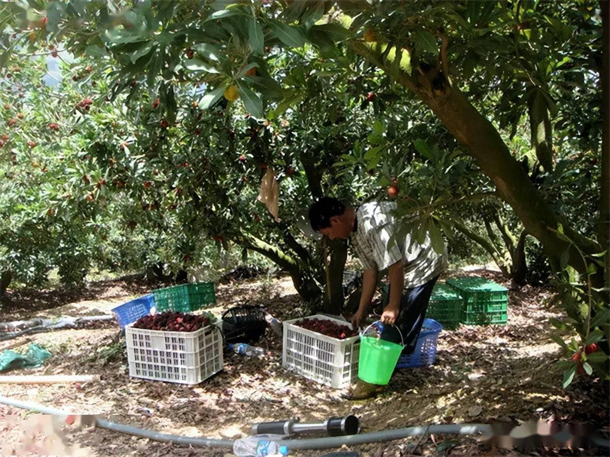 东魁杨梅市场一斤20元,产地却仅3元,还遭人嫌弃,果农欲哭无泪_水果