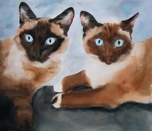 他山之石艺rachelparker和她的水彩暹罗猫