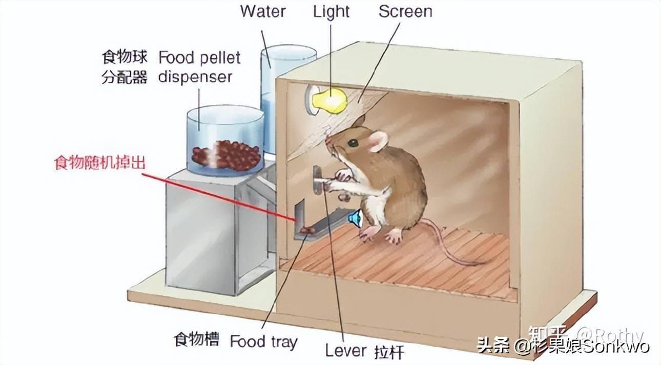 这里要提一下名为斯金纳箱的行为心理学实验