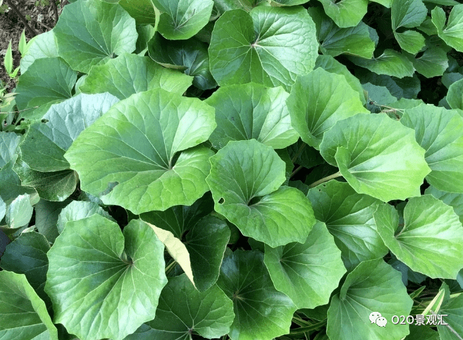 耐陰植物推薦感受陰生花境的魅力