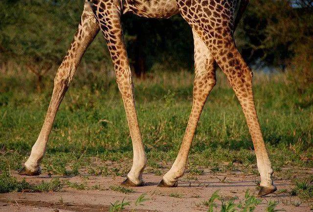 长颈鹿与人身高对比图片