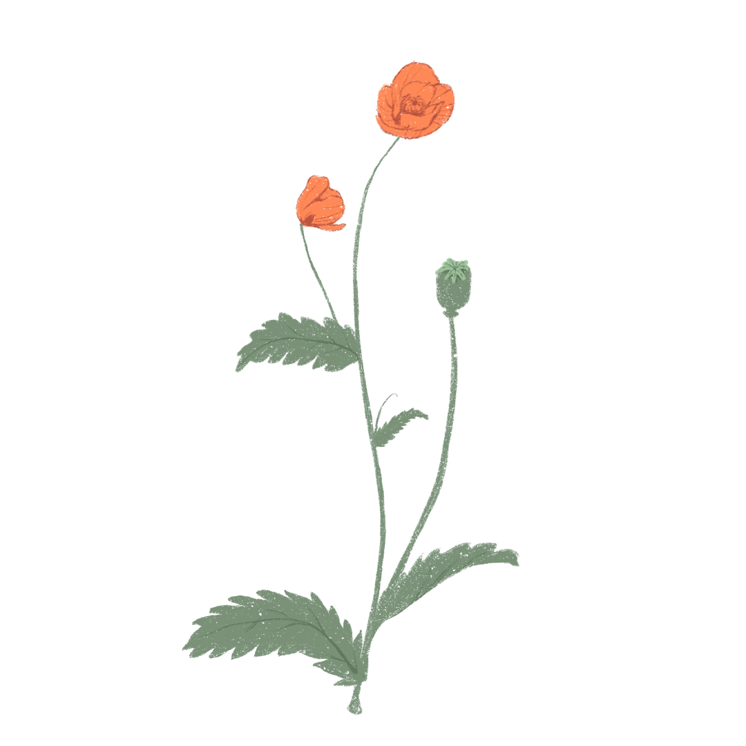 考点来了 这种臭名昭著的植物 还有不为人知的一面 罂粟 虞美人 鸦片