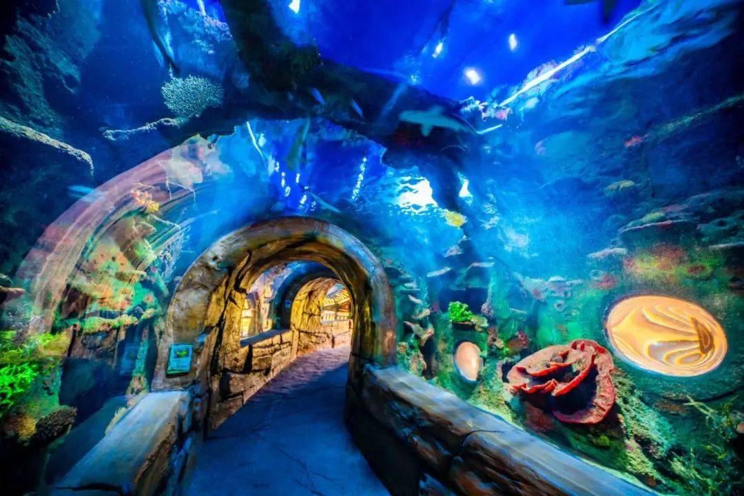 【长鹿农庄】人均仅33元疯抢三馆通玩三人套票,矿洞海洋馆,童话动物