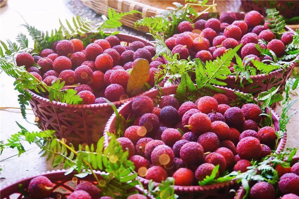 马山杨梅免费送明天梅你不行直播间等您来