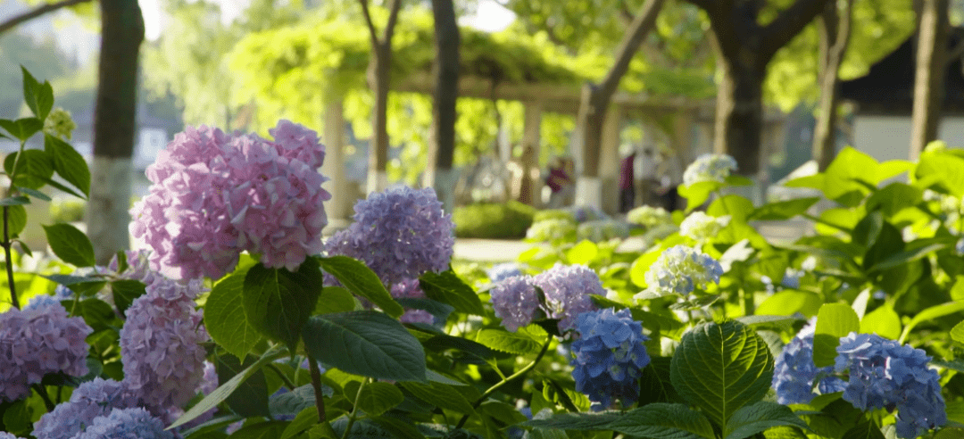 南京绣球花最美的地方图片