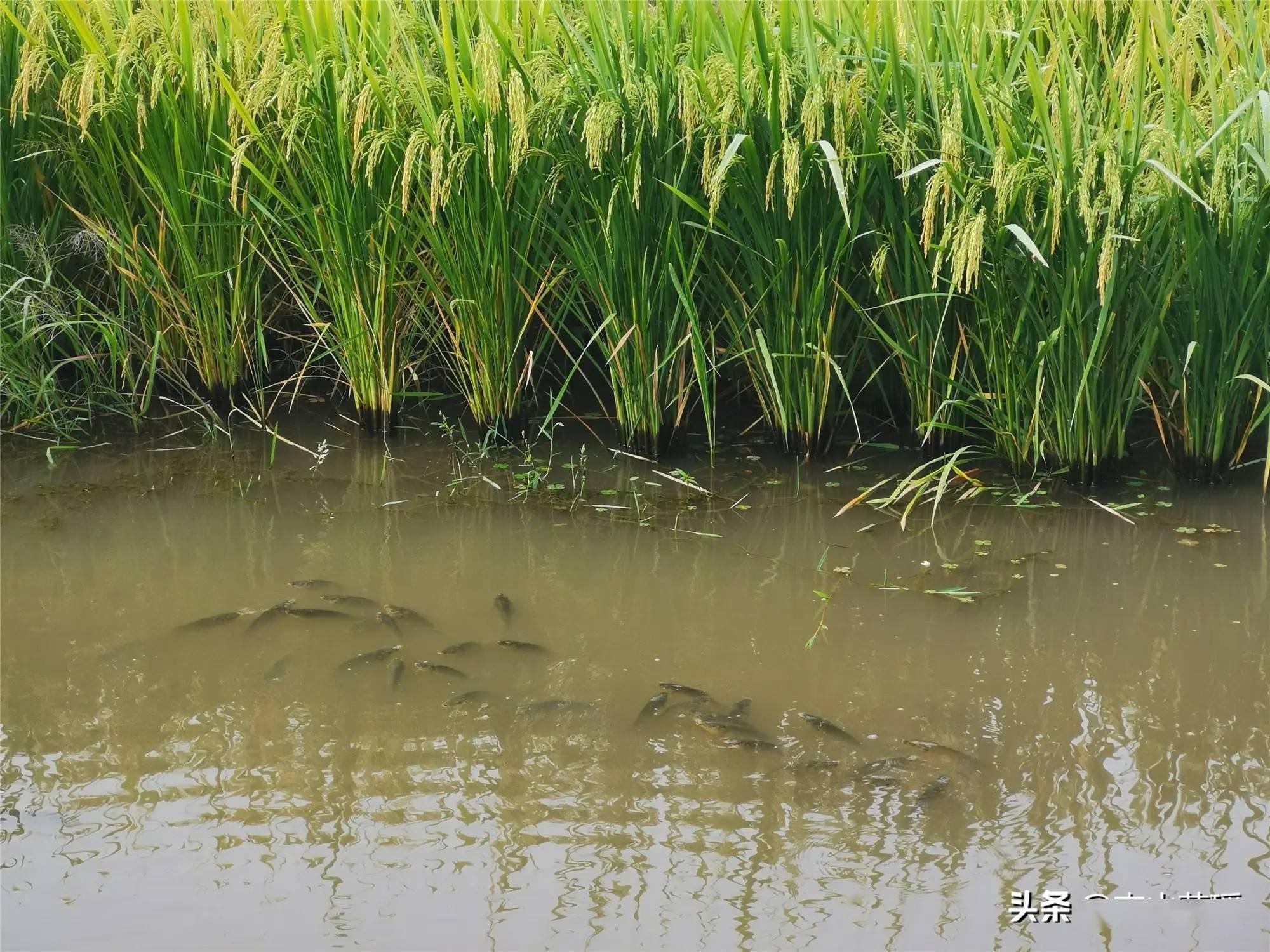 花垣县"稻花鱼"养殖管理技术研究_水稻_稻田_cm