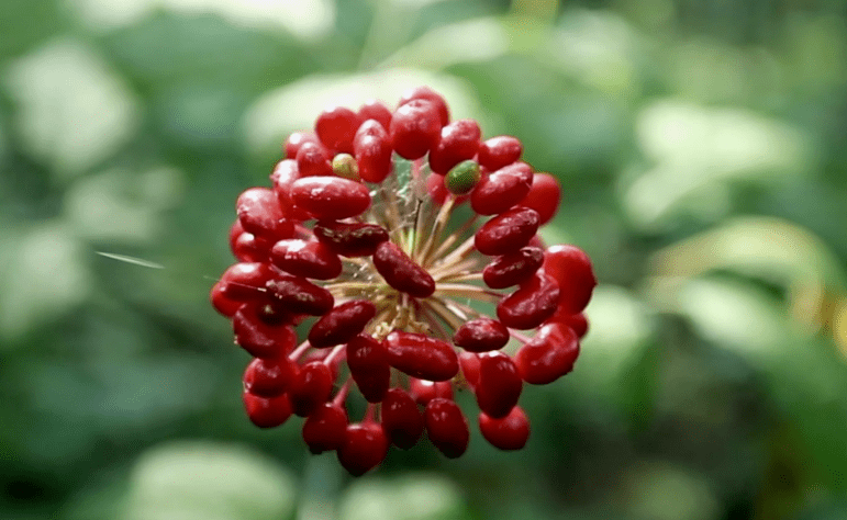 【最美人参花】爱上一朵花 恋上一座城_通化_城市_市花
