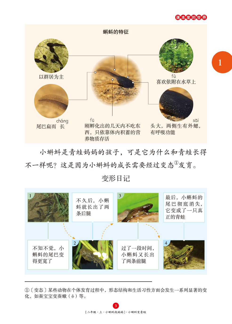 一则"变形日记"后,接着了解青蛙的"生活日记",原来小蝌蚪长成青蛙后