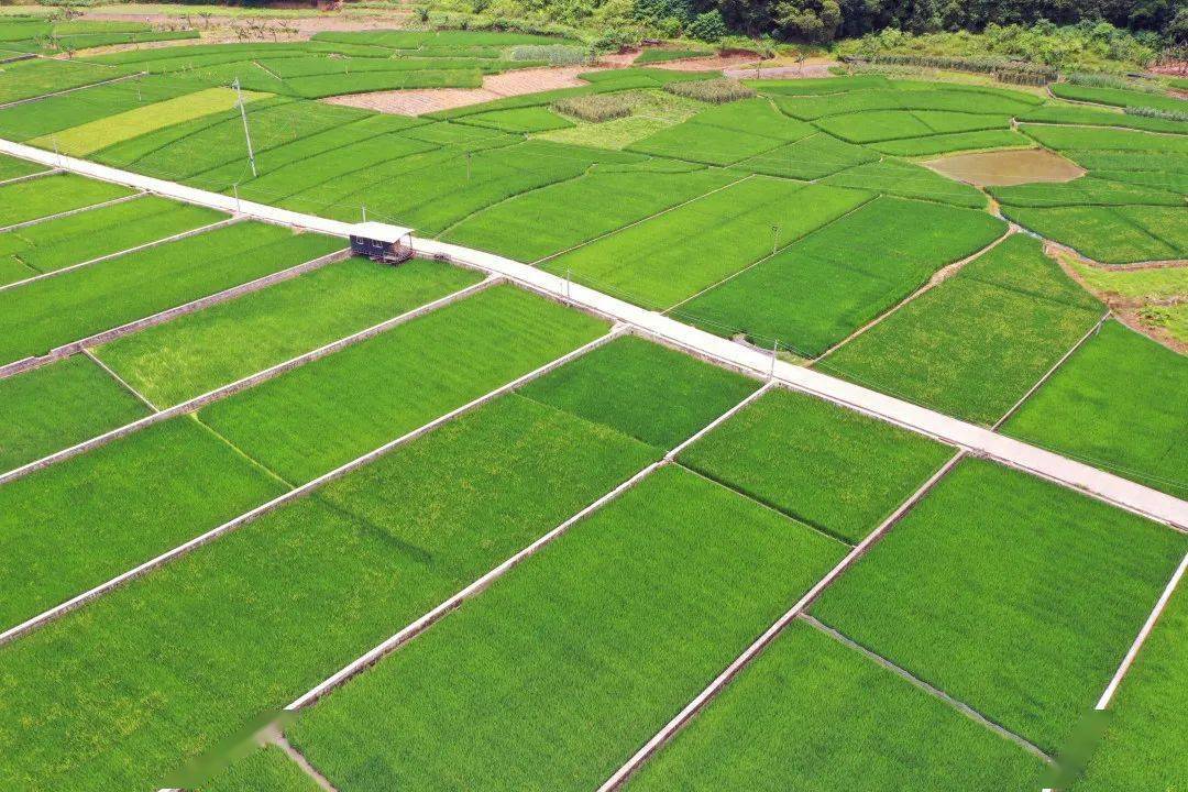 水泥路,排灌渠纵横交错,高标准农田成为了当地发展现代农业的有力杠杆