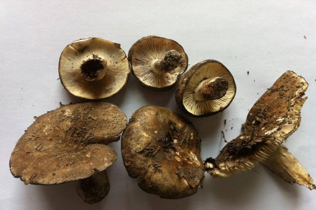 亚稀褶红菇,是剧毒菌种,俗称火炭菌,是云南省野生菌中毒死亡率较高的