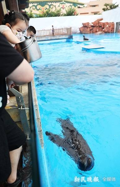 上海海昌海洋公園恢復運營滬籍虎鯨寶寶首次與遊客見面